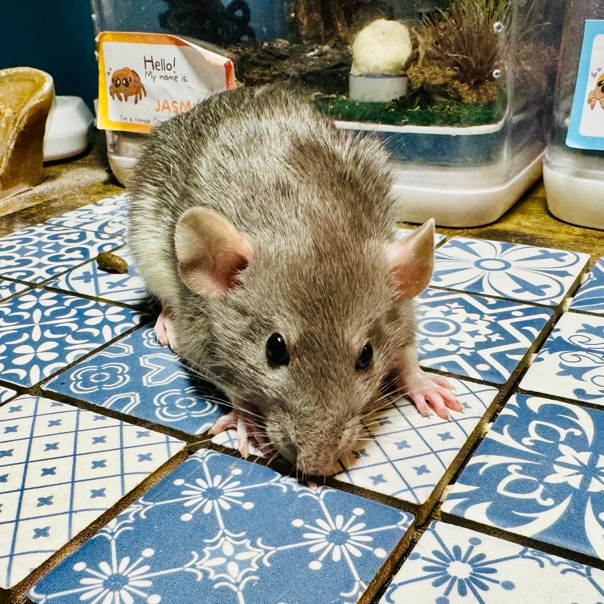 Fabcy Rats Our Fancy Rats / Our Breeding Stock | Cherokee Flats