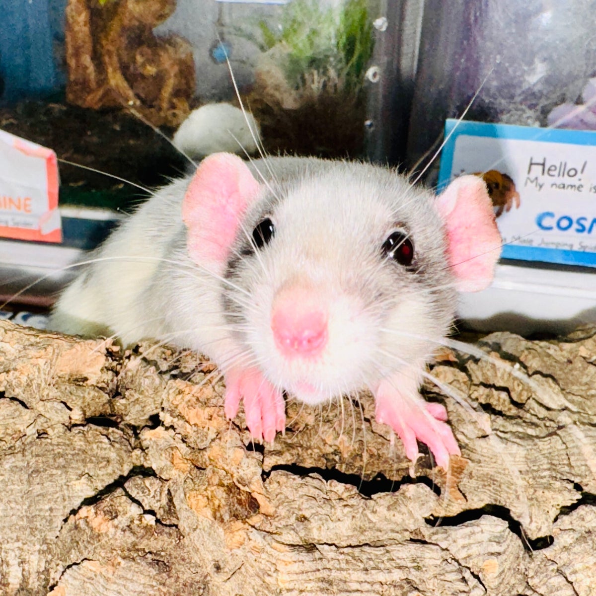 Small Fancy Rats Our Fancy Rats / Our Breeding Stock | Cherokee Flats