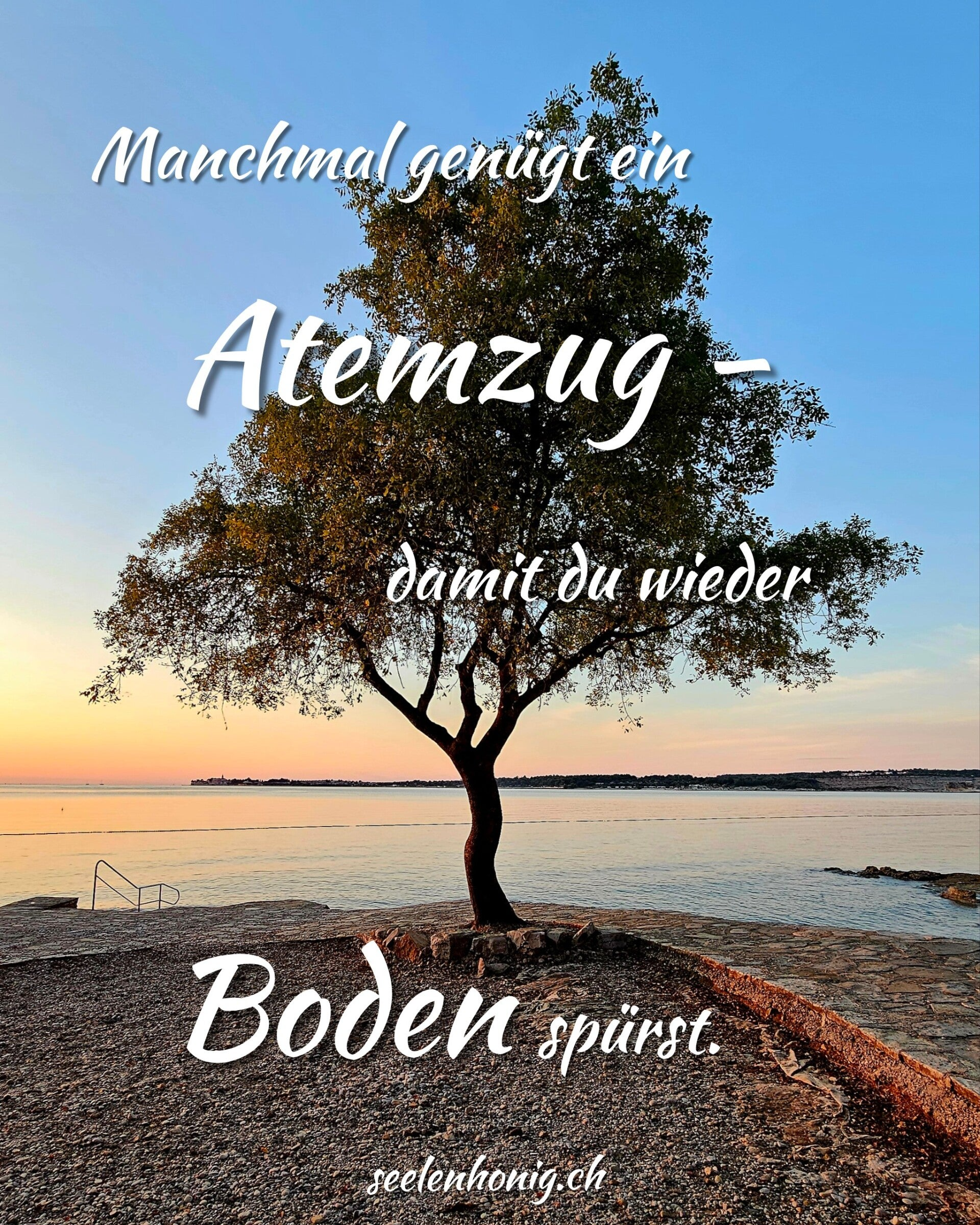 Ein alleinstehender Baum am Meer im warmen Abendlicht – ein ruhiger Moment, der an Atem, Boden und innere Ruhe erinnert.
