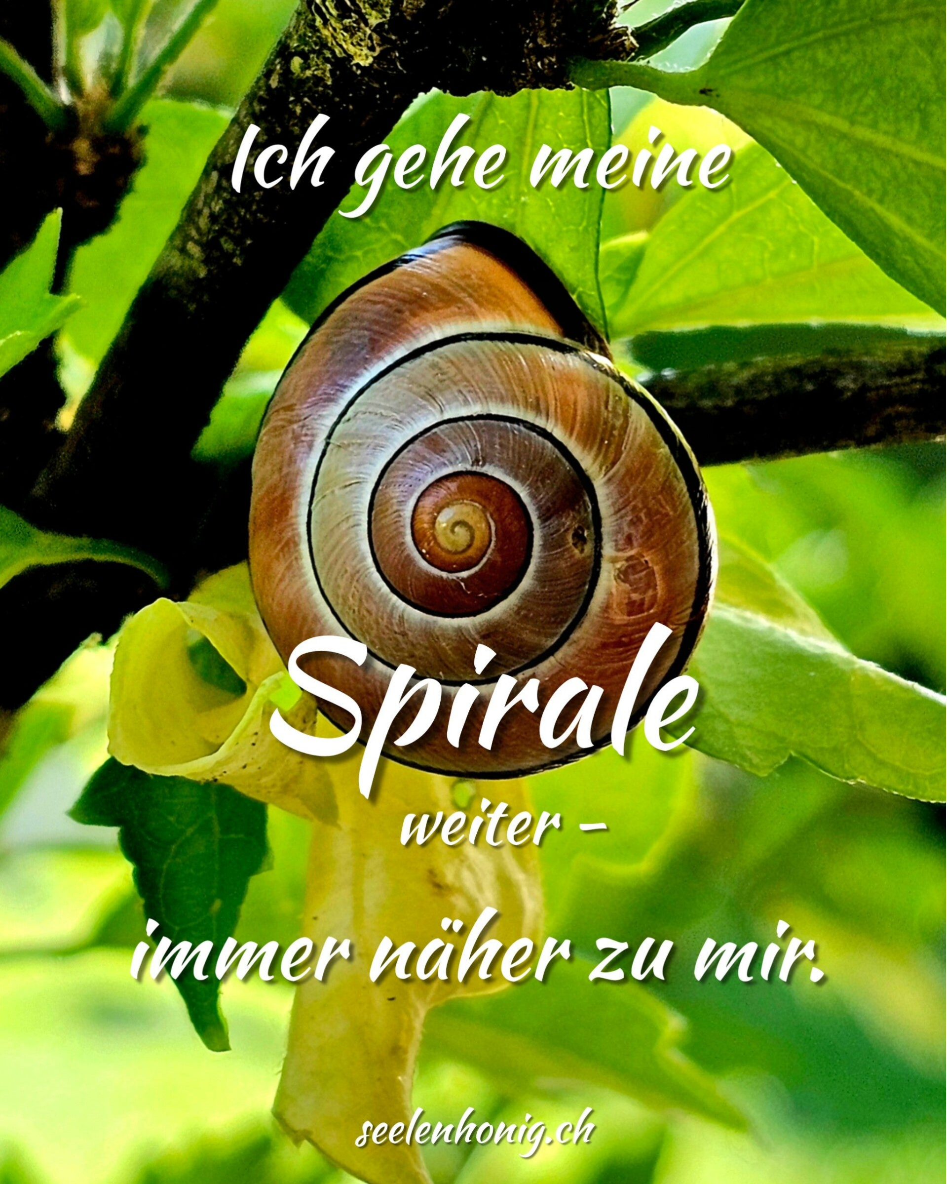 Nahaufnahme eines Schneckenhauses mit deutlich sichtbarer Spirale, eingebettet in grüne Blätter und Sonnenlicht.