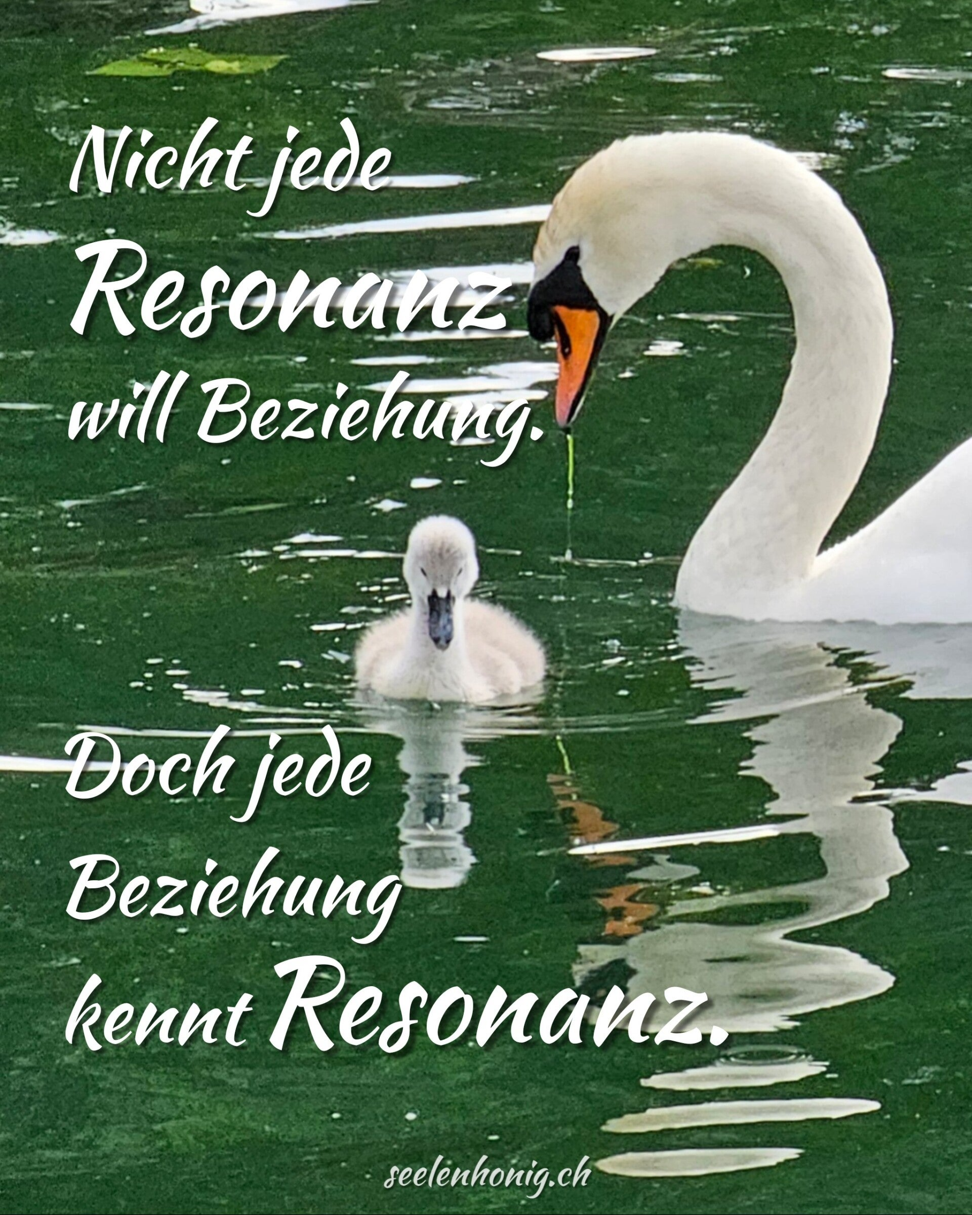 Schwanmutter und Junges schwimmen auf grünlich schimmerndem Seewasser; die Mutter schaut das Küken direkt an, während dieses nach vorn blickt, beide spiegeln sich ruhig in der Wasseroberfläche.