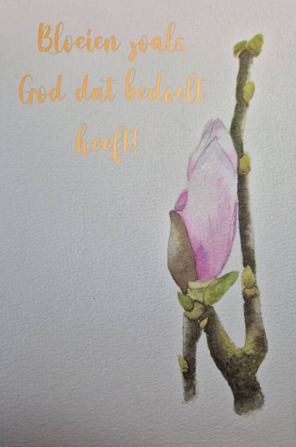 Magnolia; 3 soorten kaarten