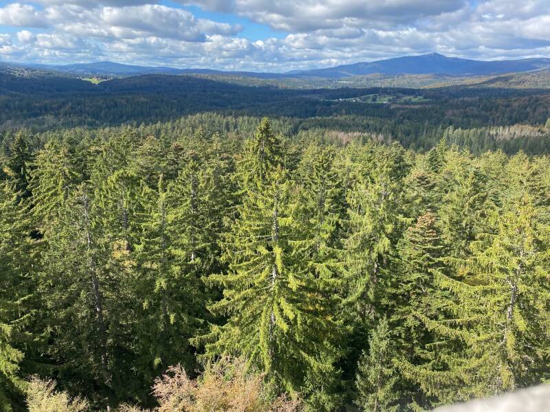FeWo-Waidla-Baumwipelpfad im Bayrischen Wald