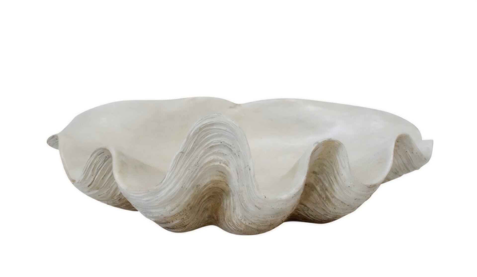 Pearl shell clam small