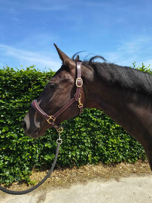 My Elite Tack Heritage Classic halster bruin