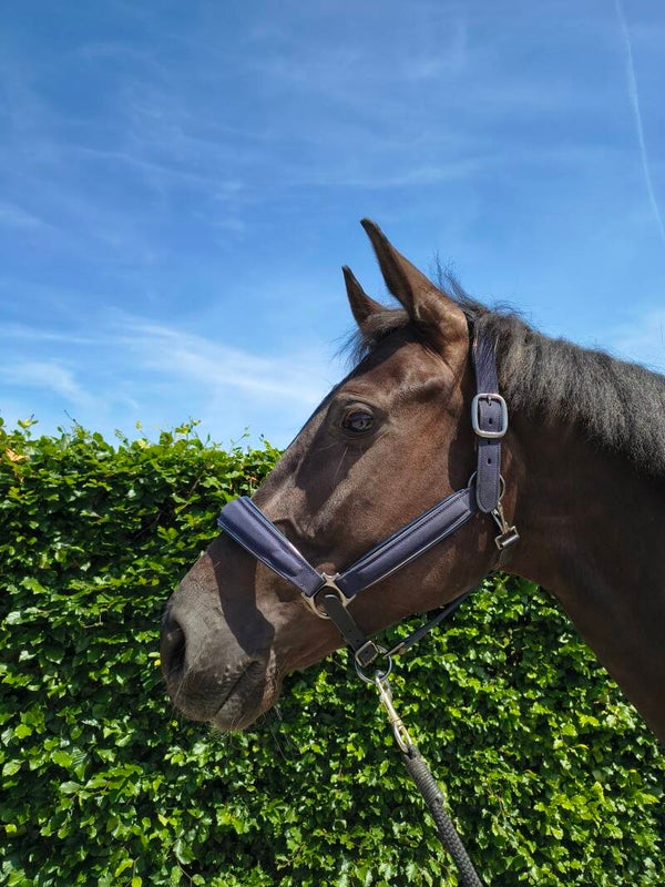My Elite Tack Midnight Suede Luxe Halster – Navy & Gun Metal Edition