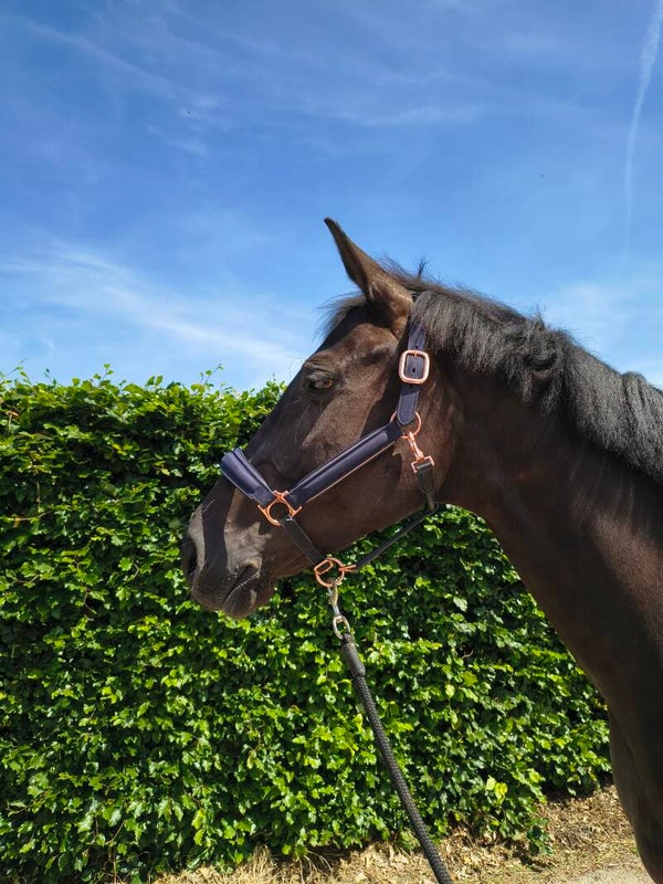 My Elite Tack Midnight Suede Luxe Halster – Navy & Rose Gold Edition