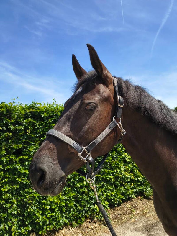 My Elite Tack Urban Classic Grooming Halster