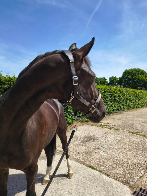 My Elite Tack Graphite Tweed Comfort Halster