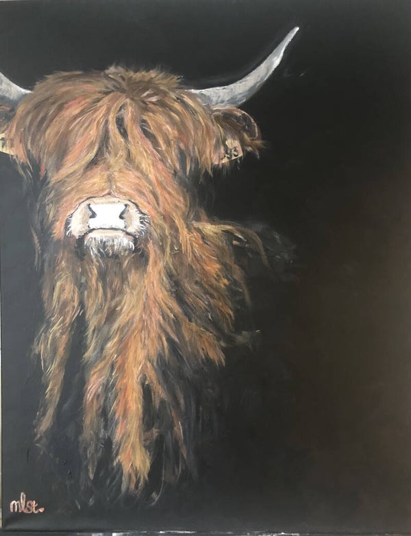 Schotse hooglander 70/90 cm