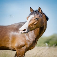 _dsc4477-bearbeitet-standard.jpg