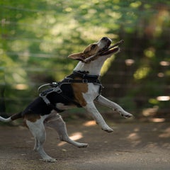 _dsc4500-bearbeitet-standard.jpg