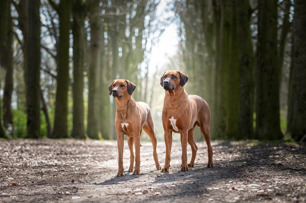 Home | UBUNTU-FDW (Rhodesian Ridgeback)
