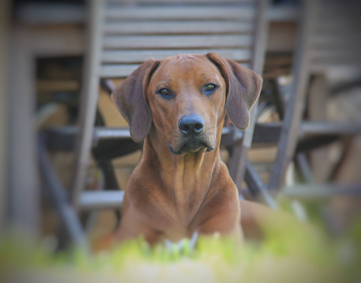 Onze honden | UBUNTU-FDW (Rhodesian Ridgeback)