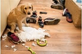 éducateur comportementaliste canin Orléans