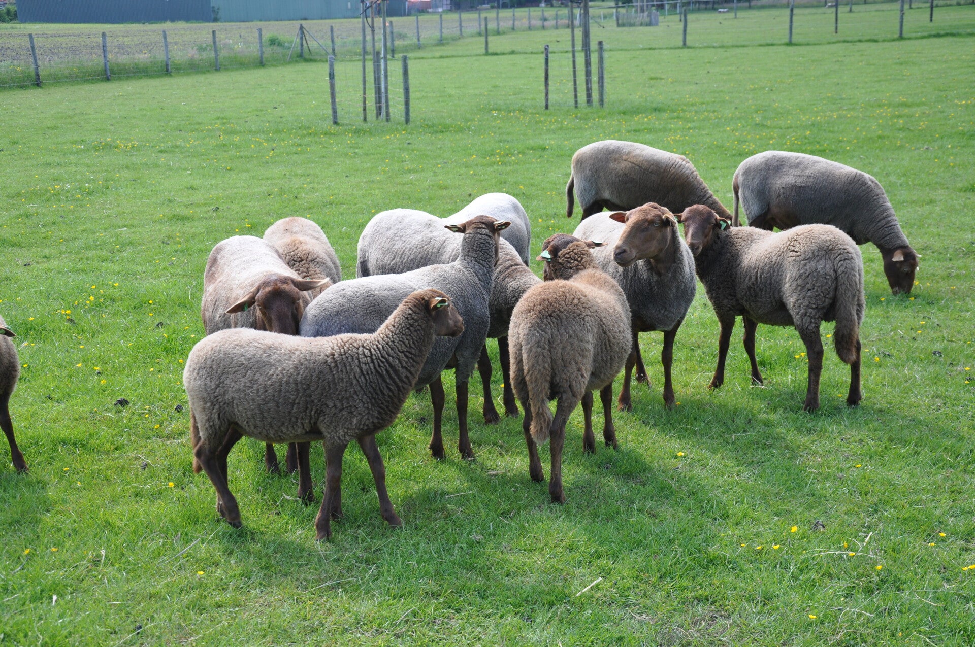 Solognote schapen geschiedenis