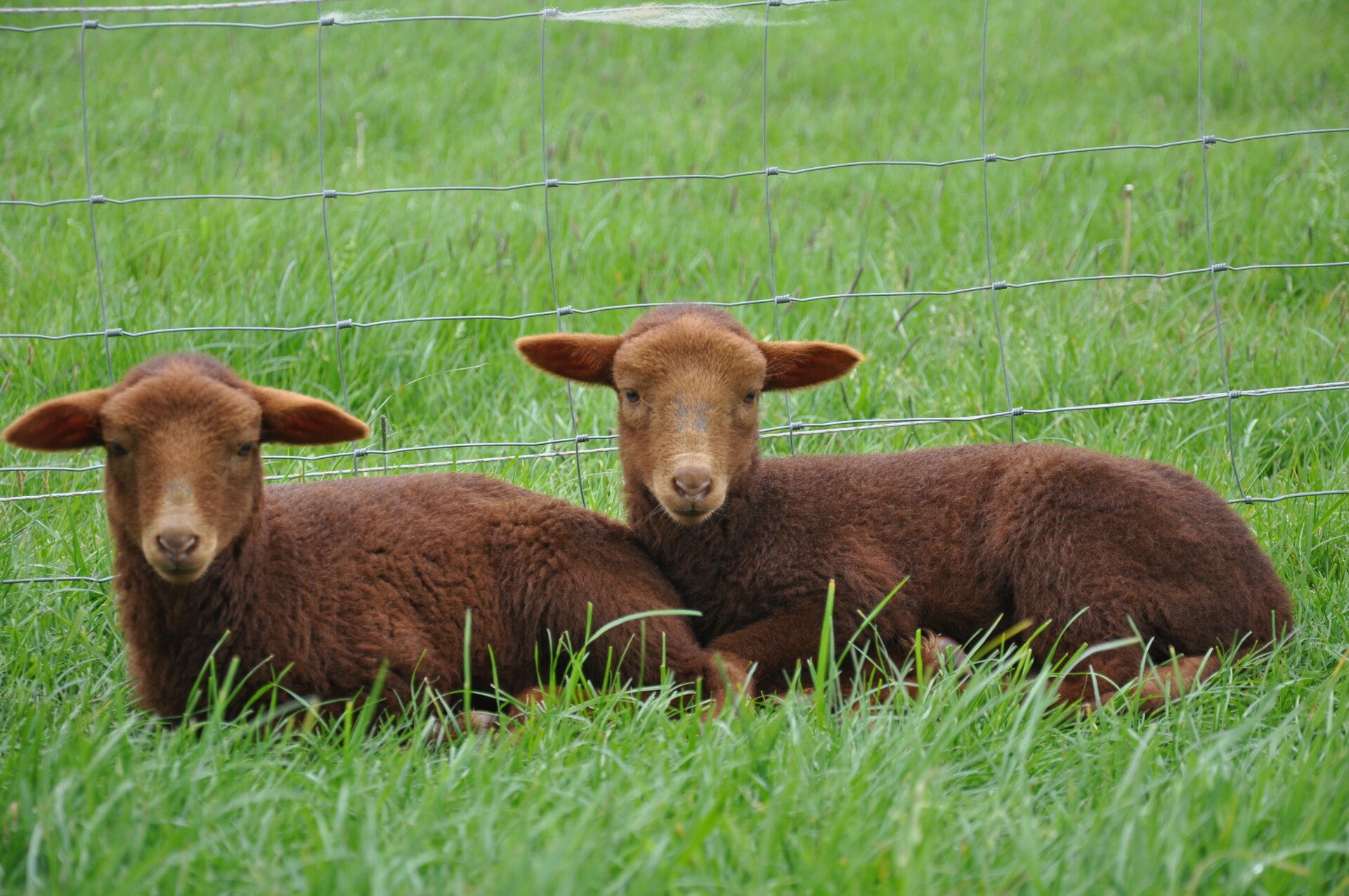 Fokken solognote schaap, fokkers solognote