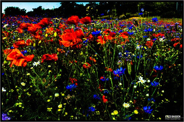 Surrealistic landscape