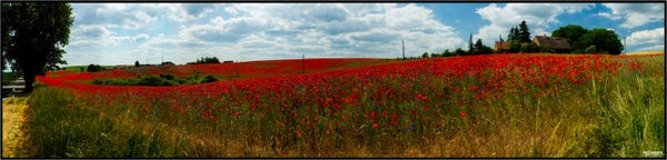 Poppy field