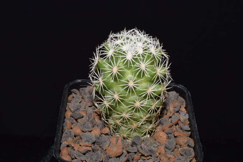 dsc_4186jpg.jpg