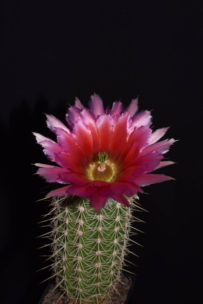 dsc_4822jpg.jpg