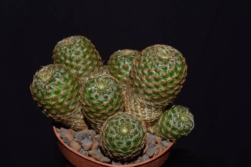 dsc_5255jpg.jpg