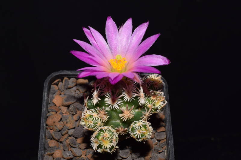 dsc_5393jpg.jpg