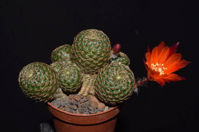 dsc_5416jpg.jpg