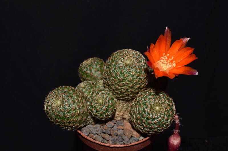 dsc_5580jpg.jpg
