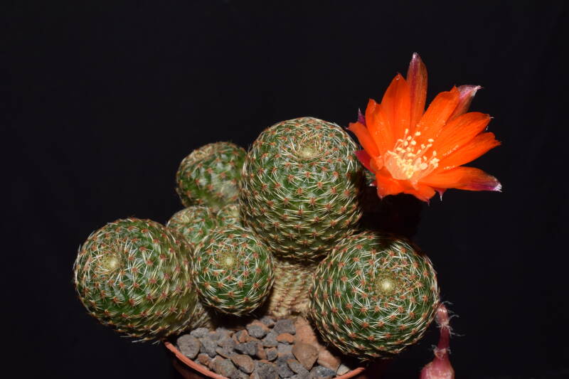dsc_5581jpg.jpg