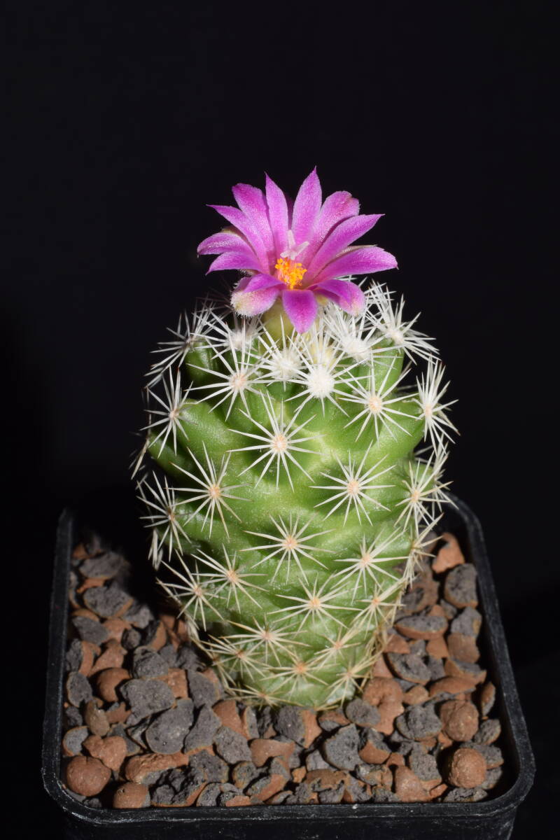 dsc_5707jpg.jpg