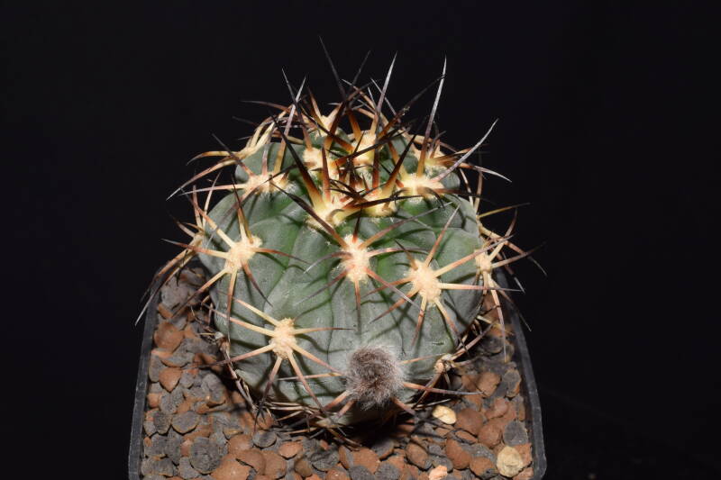 dsc_5733jpg.jpg