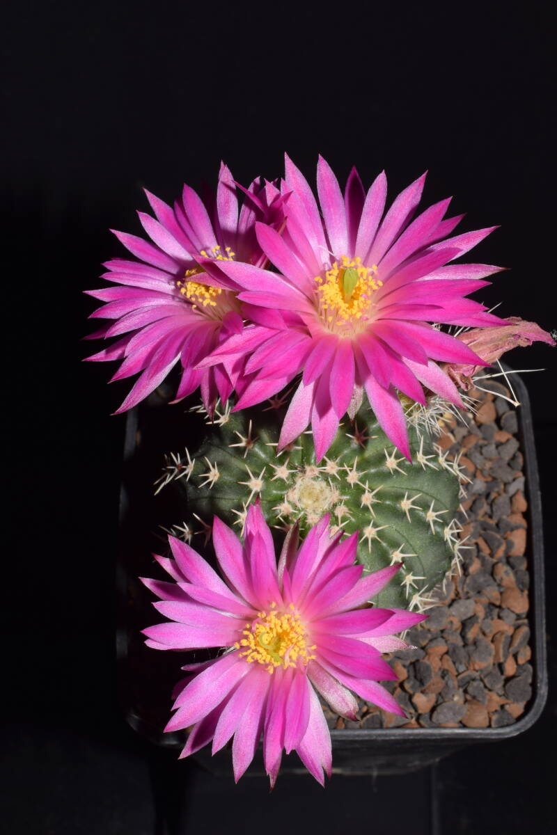 dsc_5778jpg.jpg