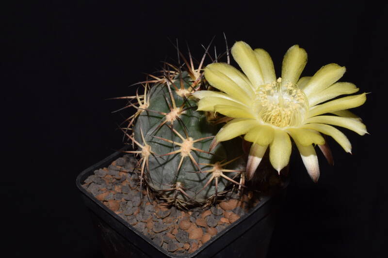 dsc_5869jpg.jpg