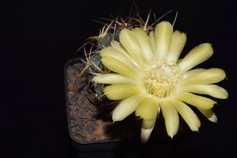 dsc_5871jpg.jpg