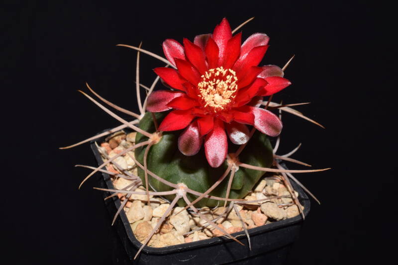 dsc_6046jpg.jpg