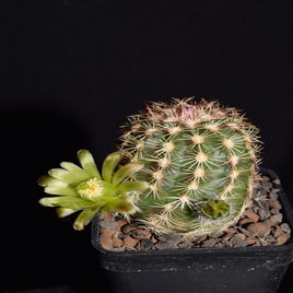 dsc_6369-standard.jpg