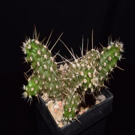 dsc_6979-standard.jpg