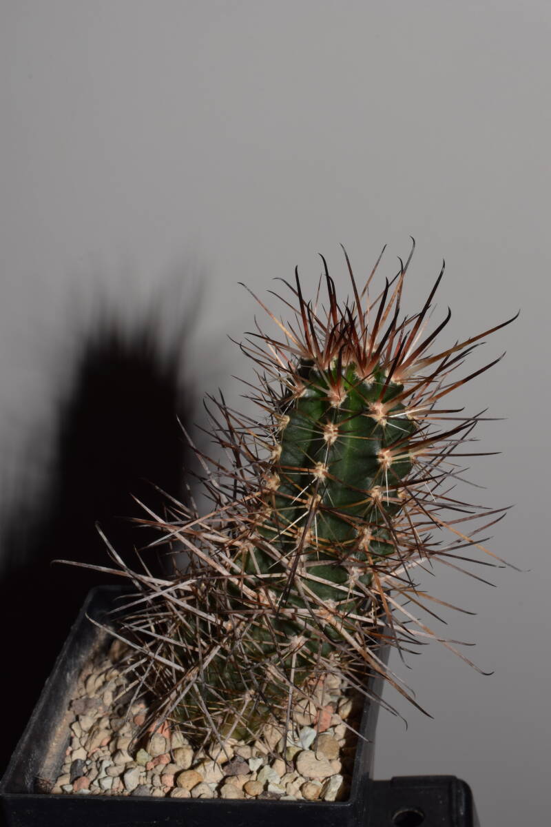 dsc_7015-standard.jpg
