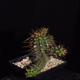 dsc_7043-standard.jpg
