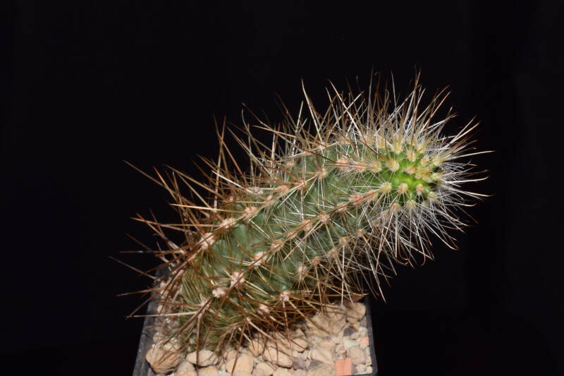 dsc_7047-standard.jpg
