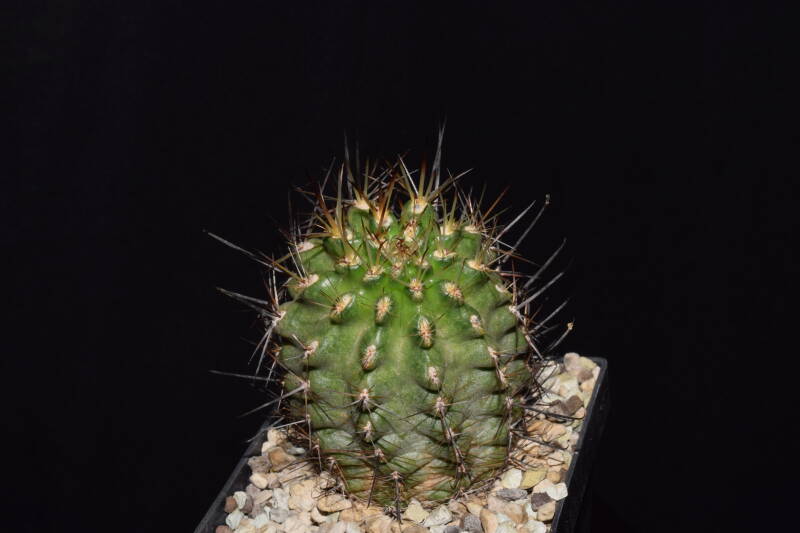 dsc_7060-standard.jpg