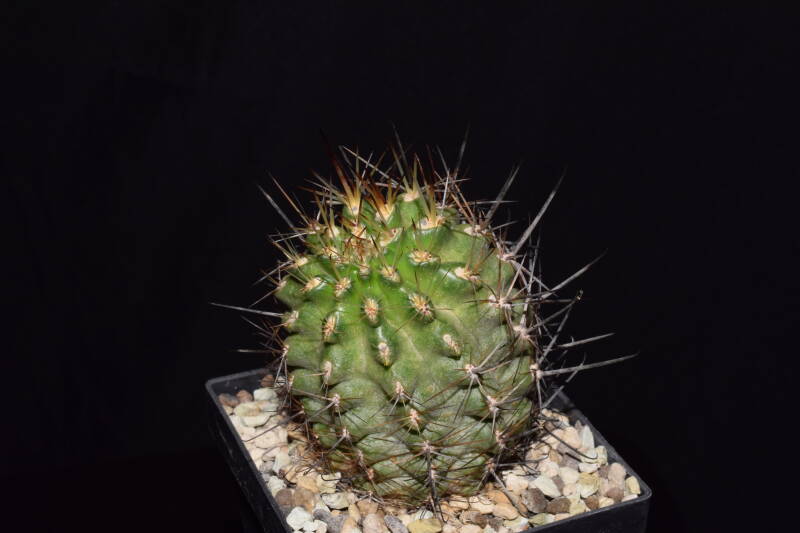 dsc_7061-standard.jpg