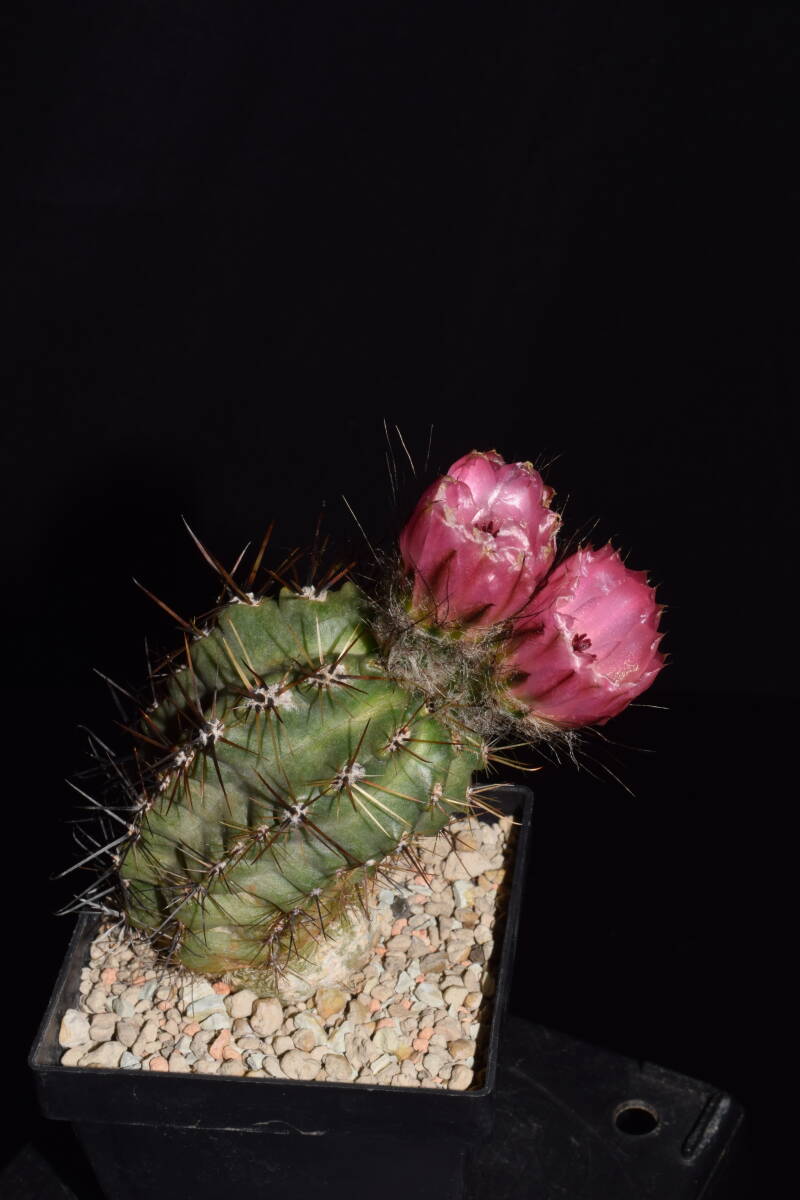 dsc_7092-standard.jpg
