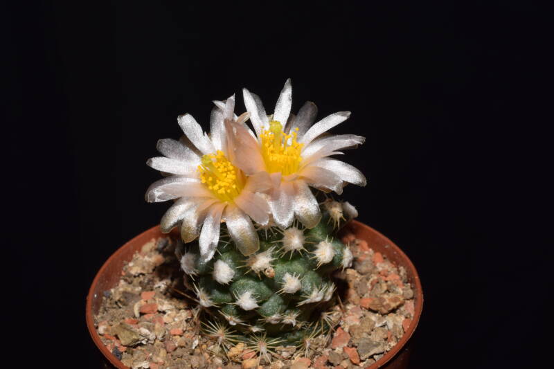 dsc_9175-standard.jpg