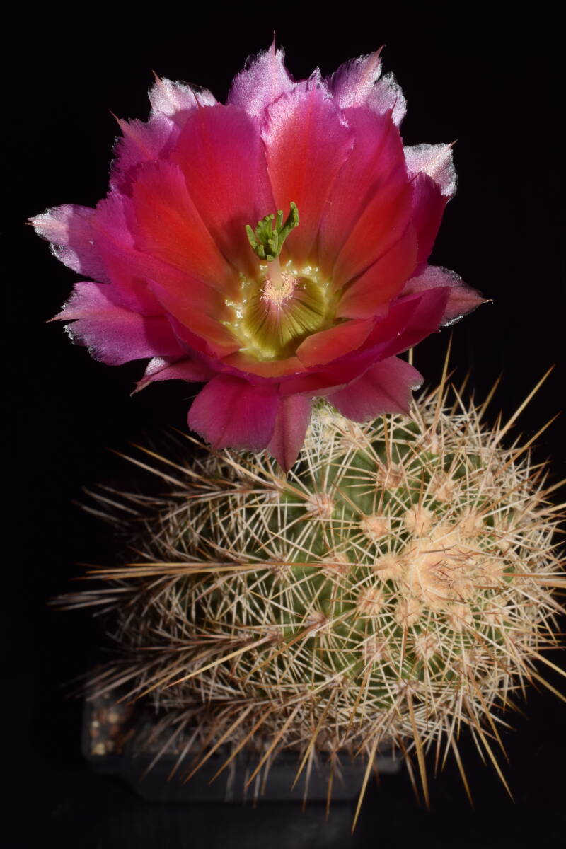 ec191_dsc_8565-standard.jpg