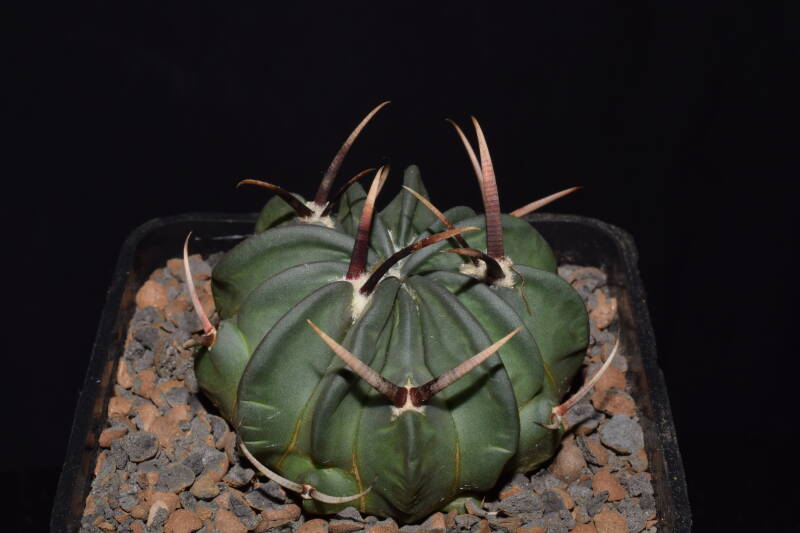 ef020_dsc_4284jpg.jpg
