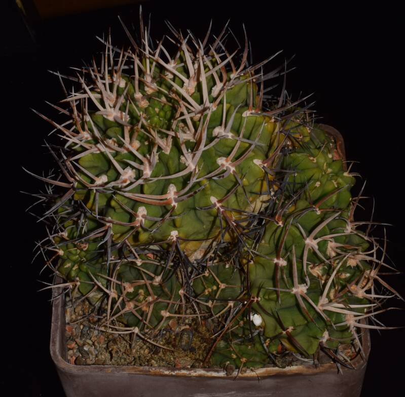 gc150_dsc_9082-copy-standard-q59q33.jpg