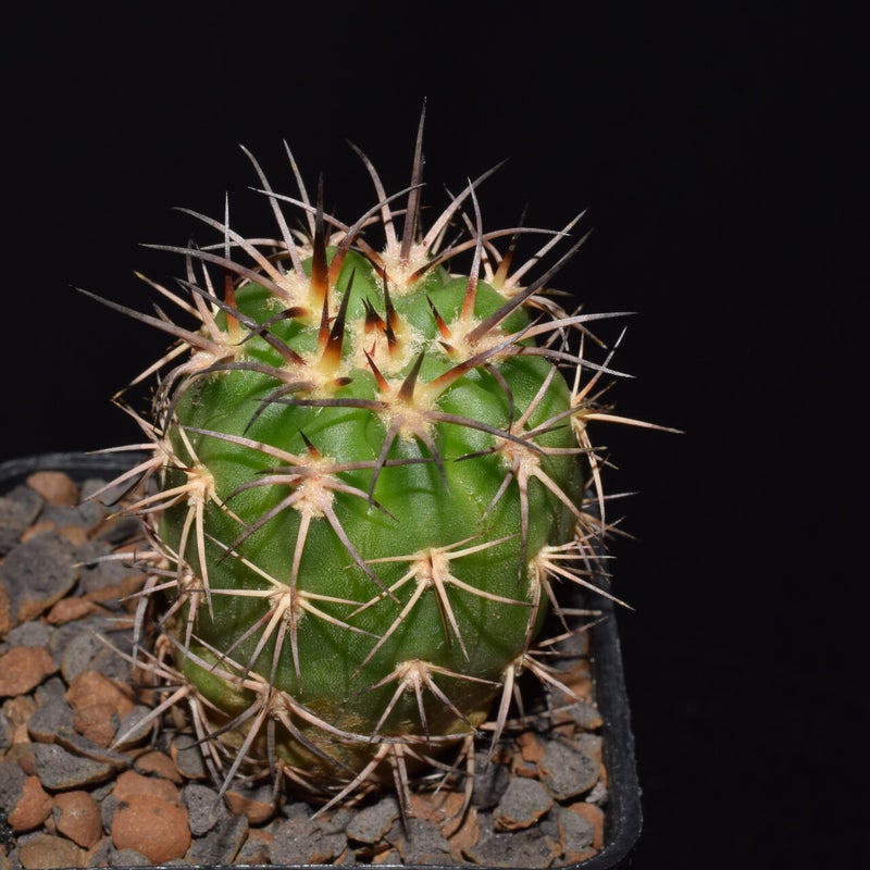 dsc_5722jpg.jpg