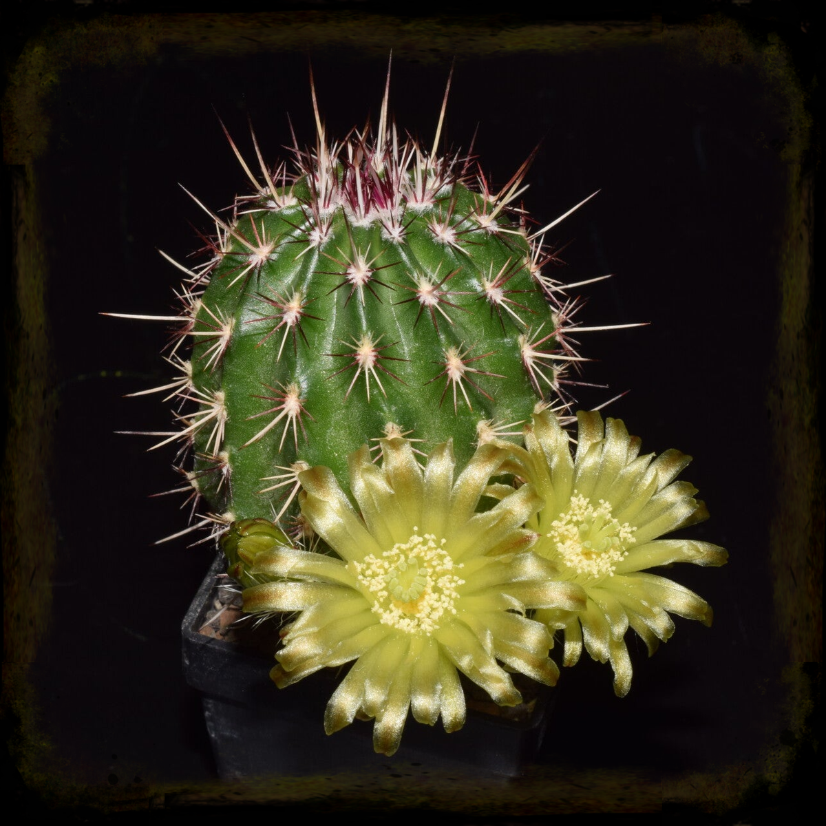 afrikanischer kaktus Euphorbia trigona – Adplants main image 1